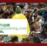 黄裙竹荪蘑菇怎么吃法，黄裙竹荪介绍,第1图
