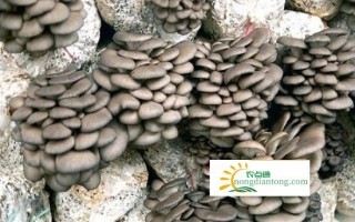 食用菌平菇虫害有哪些，怎么防治？,第2图