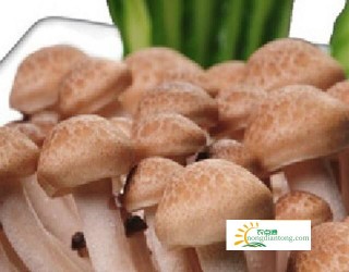 豆腐海鲜菇汤要煮多久，教你豆腐海鲜菇汤美味又简单的做法,第1图
