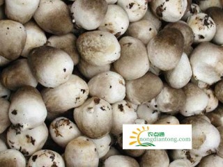 放冰箱的草菇出水能吃吗？,第2图