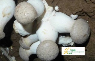 杏鲍菇的种植技术与生存环境,第2图