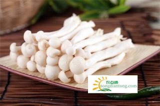 关于白玉菇，白玉菇的美照,第5图