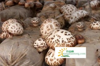 安龙县西河社区:大棚种植香菇，群众致富在望,第2图