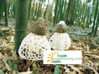 “雪裙仙子”在商州试种成功，竹荪图片,第5图