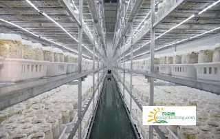 年产12000吨，产值<br/>1、2亿元！通江海鲜菇生产基地正式投产！,第1图