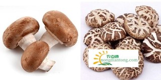 花菇和香菇的区别，教你如何区分花菇和香菇！,第1图