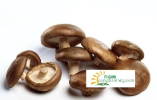 陕西延庆县扩大香菇种植规模助农增收,第3图