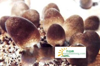 草菇生长的环境要求是什么？,第2图