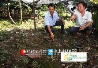 灌阳村民在生态公益林里栽种铁皮石斛灵芝找到致富路,第2图