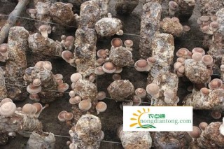栽培香菇需要的条件，具备这六个条件提高香菇产量,第6图