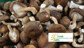中国菌物学会香菇产业分会在贵州安龙成立,第2图