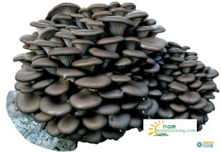 黑平菇图片，黑平菇的栽培技术,第2图