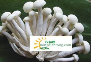 怎样挑选到质量好的海鲜菇？,第2图