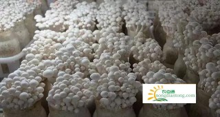 白玉菇的种植前景及种植技术,第2图