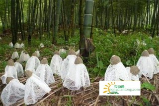 竹林里象竹荪的野生菌是什么,第2图
