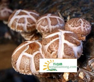 香菇的生长季节,第3图