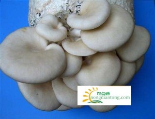 家庭平菇菌包种植过程，种植平菇的三个重要步骤,第1图