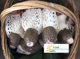 竹荪到底是竹子还是食用菌？竹荪怎么吃,第1图