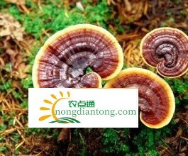 灵芝怎么吃效果最好 8种灵芝的食用方法供你选择,第1图