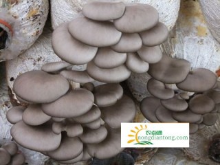 种蘑菇平菇袋丛中间出菇是怎么回事，你注意到了吗,第2图