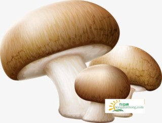 香菇蘑菇平菇哪个好,第3图