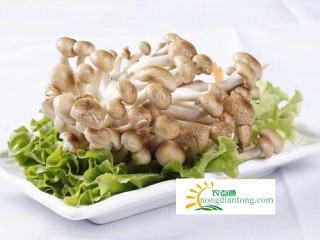 “平菇之王”海鲜菇一般多少钱一斤,第2图