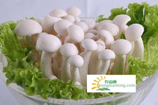 白玉菇的功效作用以及食用禁忌有哪些？,第2图