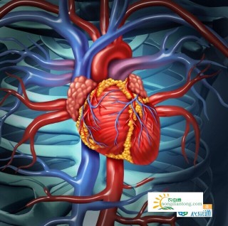 灵芝对心脏的功效与作用，可以增加冠脉血流量,第2图