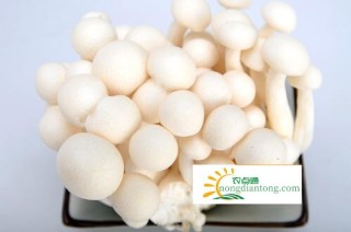 白玉菇适合糖尿病人吃吗，有什么作用？,第2图
