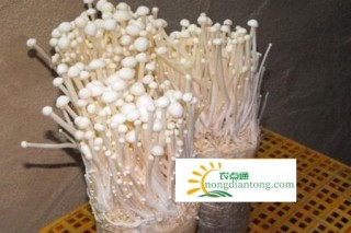 食用金针菇的好处和坏处,第1图