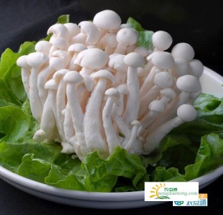 白玉菇炖排骨汤,第3图
