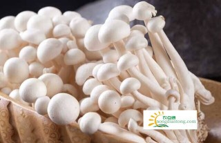 白玉菇的功效作用以及食用禁忌有哪些？,第1图