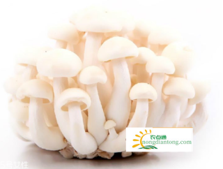 白玉菇有点发黄出来吃有毒吗？怎样保存白玉菇？,第2图
