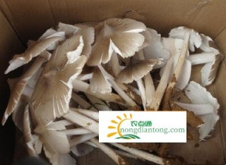 鸡枞菌的功效价值及具体食用方法,第1图