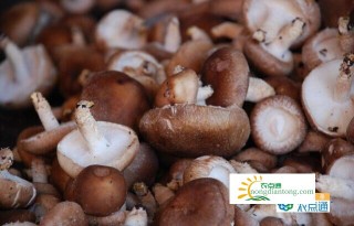 中国菌物学会香菇产业分会在贵州安龙成立,第4图