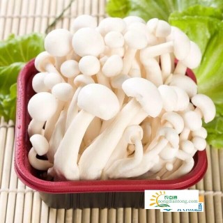 白玉菇有毒吗，白玉菇不能和什么一起吃,第2图