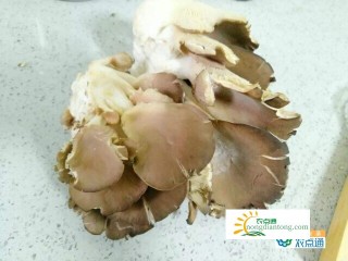 蘑菇平菇是发物吗？发物有几种,第2图