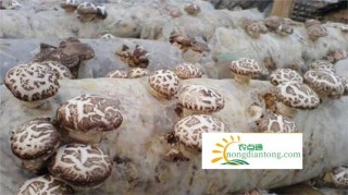 安龙县西河社区:大棚种植香菇，群众致富在望,第3图