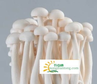 遂宁：海鲜菇种植技术出口越南 农业科技成国外“香饽饽”