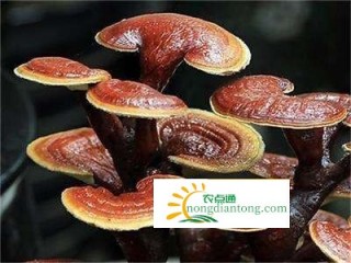 食用灵芝可以治疗什么疾病？,第3图