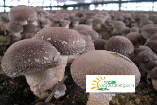 贵州兴仁屯脚供电局助香菇产业增效、农民增收,第2图
