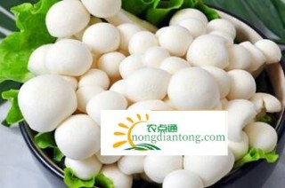 关于白玉菇，白玉菇的美照,第11图