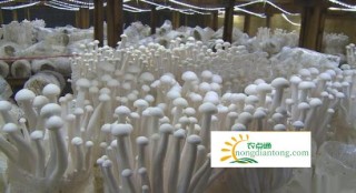 顺昌县海鲜菇产业带动当地经济发展,第3图