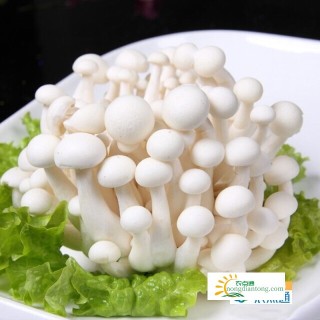 白玉菇与蟹味菇的区别及白玉菇与蟹味菇的营养价值,第1图