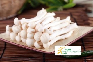 白玉菇的营养价值及功效，让你爱上吃白玉菇的理由！,第1图