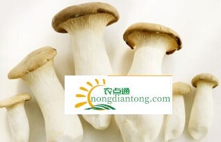 杏鲍菇的禁忌人群，杏鲍菇的食用禁忌,第3图