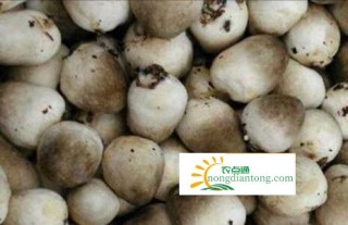 安徽望江太慈镇的草菇种植，打造扶贫主战场,第2图