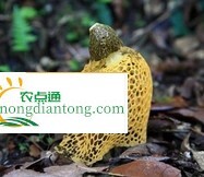 黄裙竹荪蘑菇怎么吃法，黄裙竹荪介绍,第3图