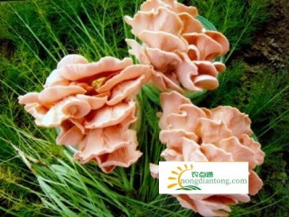 食用菌平菇品种有哪些？怎样划分？,第9图