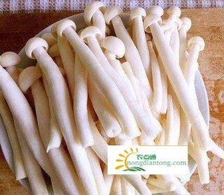 白玉菇炒什么菜好吃,第1图